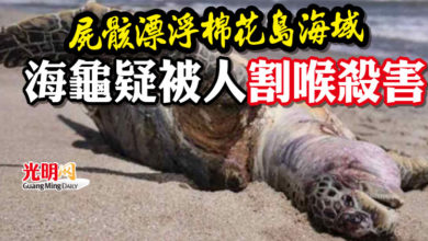 Photo of 屍骸漂浮棉花島海域  海龜疑被人割喉殺害