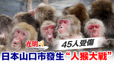 Photo of 日本山口市發生“人猴大戰” 45人受傷
