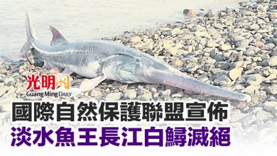 Photo of 國際自然保護聯盟宣佈 淡水魚王長江白鱘滅絕