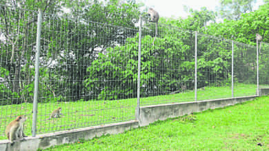 Photo of 闖民宅學校 垃圾堆覓食 萬里望2花園猴患