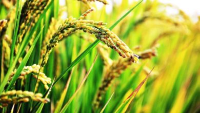 Photo of 【國會】減少對種稻區影響 提前2個月預報乾旱
