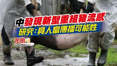 Photo of 中發現新型重組豬流感 研究：具人畜傳播可能性