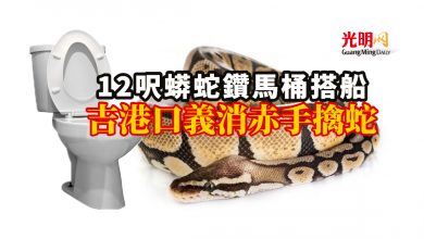 Photo of 12呎蟒蛇鑽馬桶搭船 吉港口義消赤手擒蛇