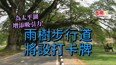 Photo of 為太平湖增添吸引力 雨樹步行道將設打卡牌