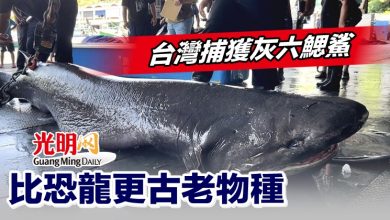 Photo of 台灣捕獲灰六鰓鯊 比恐龍更古老物種