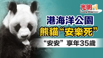 Photo of 港海洋公園熊貓“安樂死” “安安”享年35歲