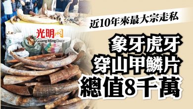 Photo of 近10年來最大宗走私 象牙穿山甲鱗片虎牙 總值8千萬