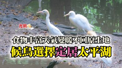 Photo of 食物丰富天氣變暖不回原生地  候鳥選擇定居太平湖