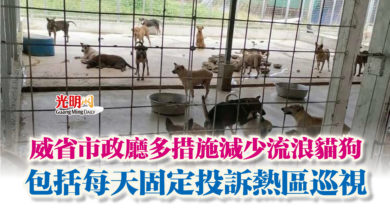 Photo of 威省市政廳多措施減少流浪貓狗  包括每天固定投訴熱區巡視