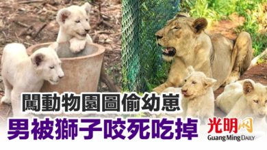 Photo of 闖動物園圖偷幼崽 男被獅子咬死吃掉