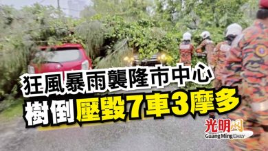 Photo of 狂風暴雨襲隆市中心 樹倒壓毀7車3摩多