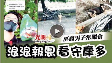 Photo of 【視頻】巫裔男子常餵食 浪浪報恩看守摩多