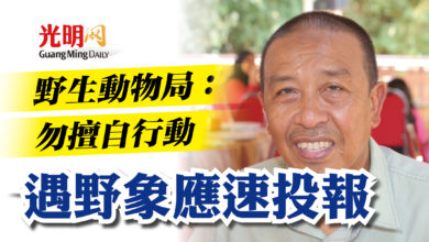 Photo of 野生動物局:勿擅自行動 遇野象應速投報