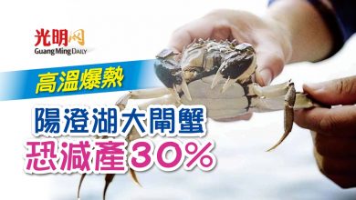 Photo of 高溫爆熱 陽澄湖大閘蟹恐減產30%