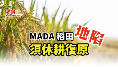 Photo of MADA 792公頃稻田地陷 須休耕復原