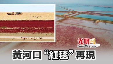 Photo of 黃河口“紅毯”再現