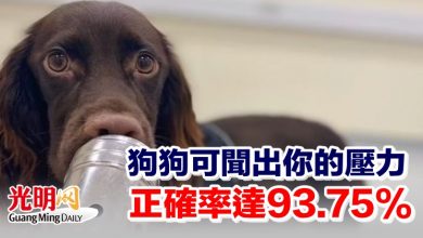 Photo of 狗狗可聞出你的壓力 正確率達93.75%