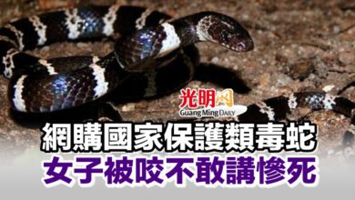 Photo of 網購國家保護類毒蛇 女子被咬不敢講慘死