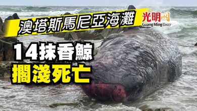 Photo of 澳塔斯馬尼亞海灘 14抹香鯨擱淺死亡