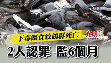 Photo of 下毒餵食致鴿群死亡  2人認罪 監6個月