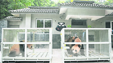 Photo of 熊貓四海京京赴卡塔爾
