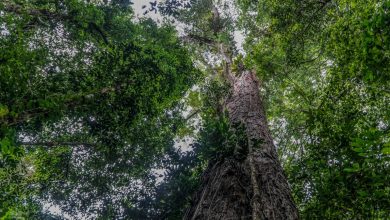 Photo of 亞馬遜“樹王”25層樓高  科學家估樹齡逾400歲