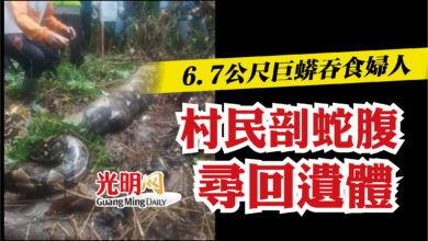 Photo of 6.7公尺巨蟒吞食婦人　村民剖蛇腹尋回遺體