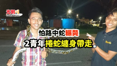 Photo of 怕路中蛇輾斃 2青年捲蛇纏身帶走