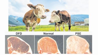 Photo of 人道屠宰攸關肉質 讓動物善終