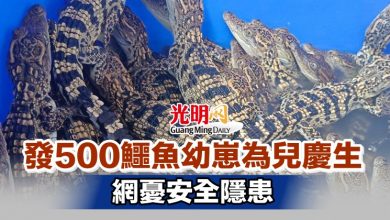 Photo of 發500鱷魚幼崽為兒慶生 網憂安全隱患