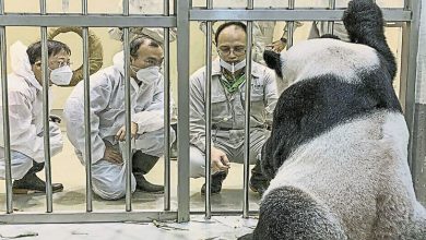Photo of 中專家抵台探視病重熊貓