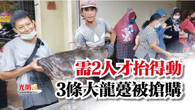 Photo of 需2人才抬得動  3條大龍躉被搶購