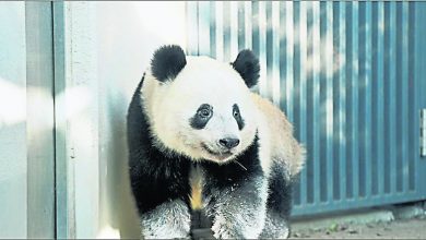 Photo of 返鄉5度延期 日熊貓預定明年回中國