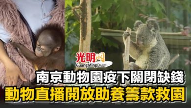 Photo of 南京動物園疫下關閉缺錢 動物直播開放助養籌款救園