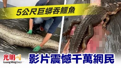 Photo of 5公尺巨蟒吞鱷魚 影片震憾千萬網民