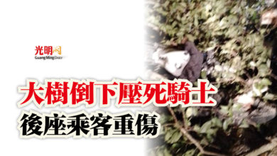 Photo of 大樹倒下壓死騎士  後座乘客重傷