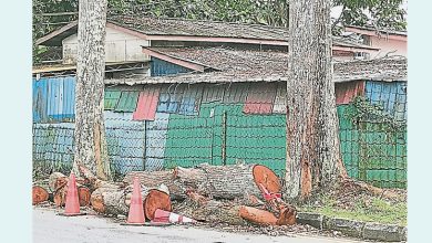 Photo of 馮毅生：威脅駕駛者 林貢顏路樹幹未清理