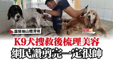 Photo of 【露營地山體滑坡】K9犬搜救後梳理美容  網民讚剪完一定很帥