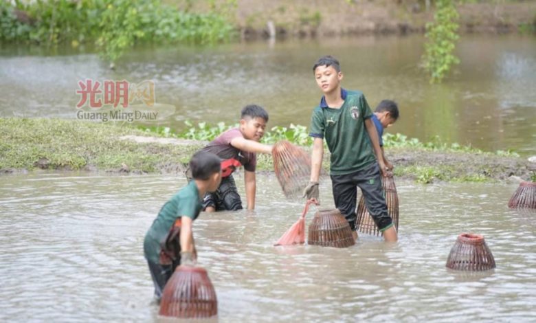 孩童們利用編織的捕魚工具，在田中捕魚。