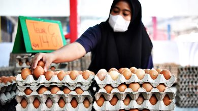 Photo of 末沙布：每月需9.68億粒 將進口雞蛋應需