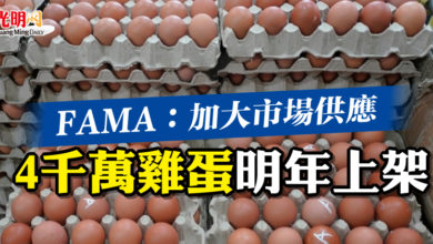 Photo of FAMA：加大市場供應  4千萬雞蛋明年上架 