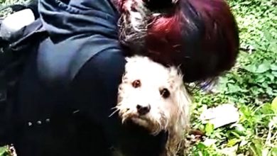 Photo of 【露營地山體滑坡】2愛犬劫後餘生 女主人激動緊抱