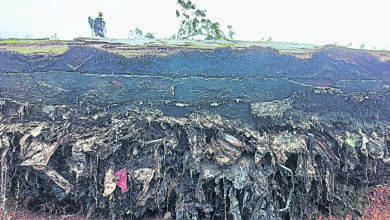 Photo of 狂風連根拔起大樹 樹根露40年前填海垃圾