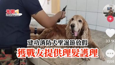 Photo of 建功消防犬聖誕節放假 獲戰友提供理髮護理