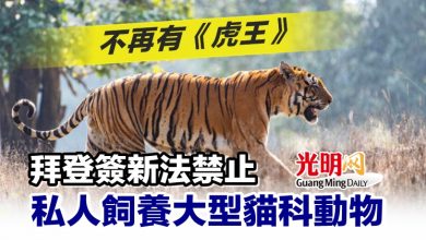 Photo of 不再有《虎王》 拜登簽新法禁私人飼養大型貓科動物