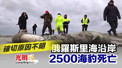 Photo of 俄國里海沿岸2500海豹死亡 確切原因不明