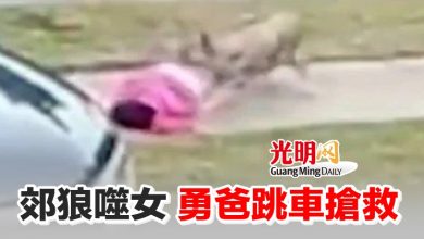 Photo of 郊狼噬女 勇爸跳車搶救