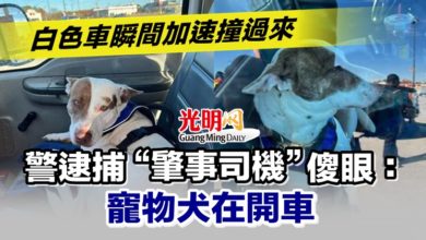 Photo of 白色車瞬間加速撞過來 警逮捕“肇事司機”傻眼：寵物犬在開車