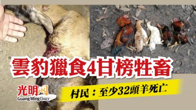 Photo of 雲豹獵食4甘榜牲畜  村民：至少32頭羊死亡