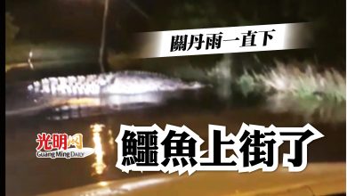 Photo of 關丹雨一直下 鱷魚上街了